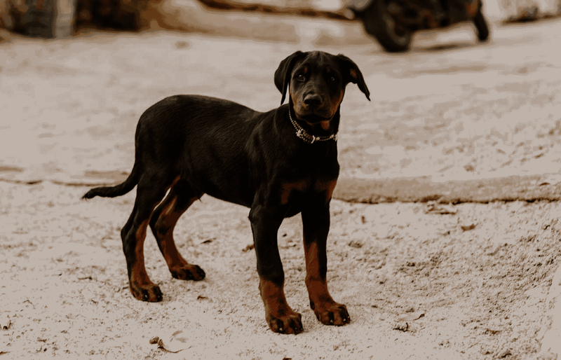 Doberman Breed Information