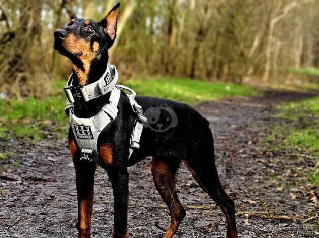 1 year old doberman girl for sale in Newcastle upon Tyne, Tyne and Wear