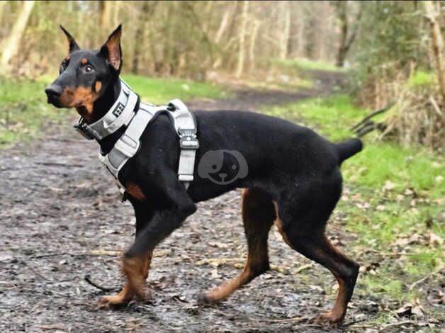 Dobermans for sale in Newcastle upon Tyne, Tyne and Wear