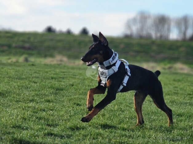 1 year old doberman girl for sale in Newcastle upon Tyne, Tyne and Wear - Image 3