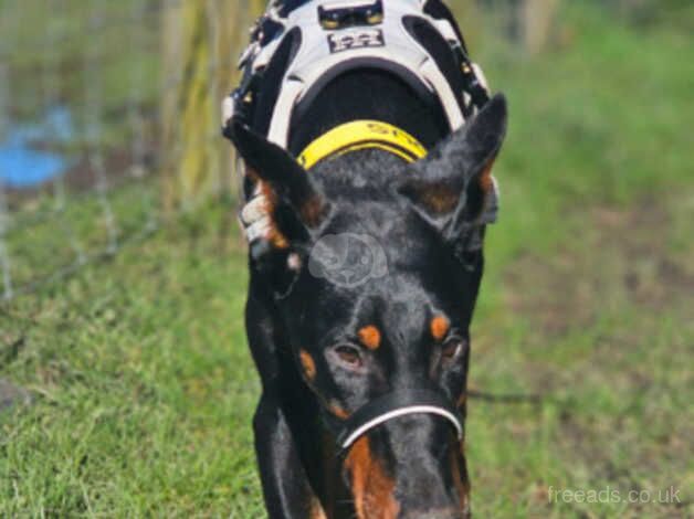 Doberman Puppies for sale