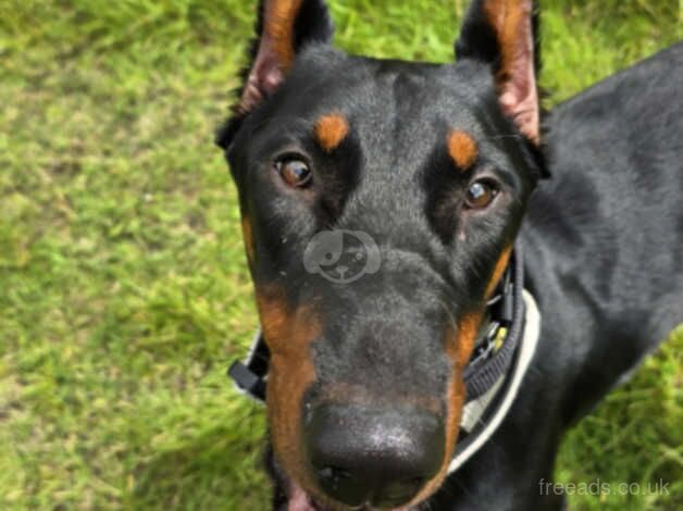 1 year old doberman girl for sale in Newcastle upon Tyne, Tyne and Wear - Image 5