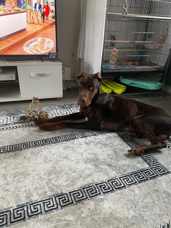 10 months old male Doberman for sale in Lower Earley, Berkshire