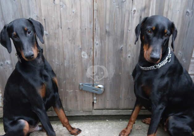 2 beautiful doberman puppies for sale in Bilston, West Midlands