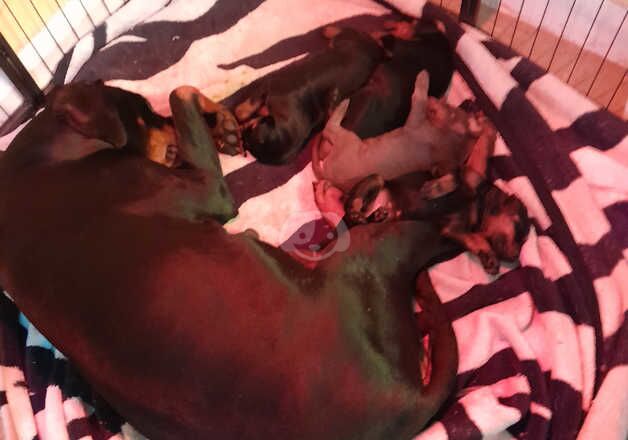 2 beautiful doberman puppies for sale in Bilston, West Midlands - Image 2