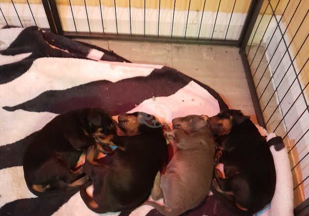 Doberman Puppies for sale in West Midlands