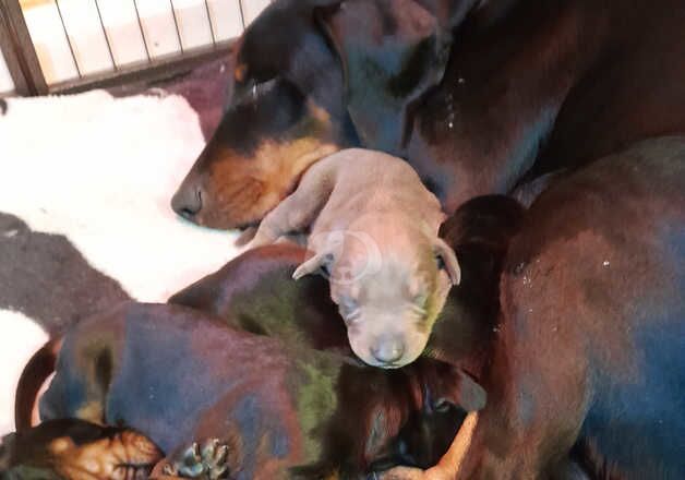 Doberman Puppies for sale