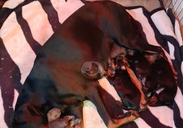 2 beautiful doberman puppies for sale in Bilston, West Midlands - Image 5