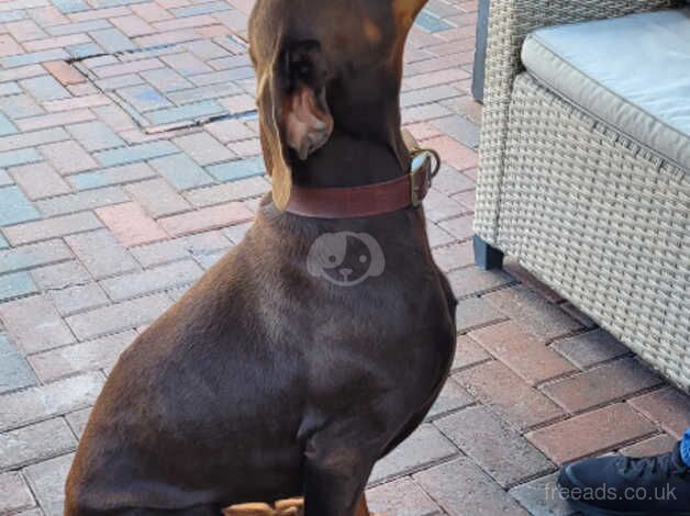 Dobermans for sale in Coalville, Leicestershire