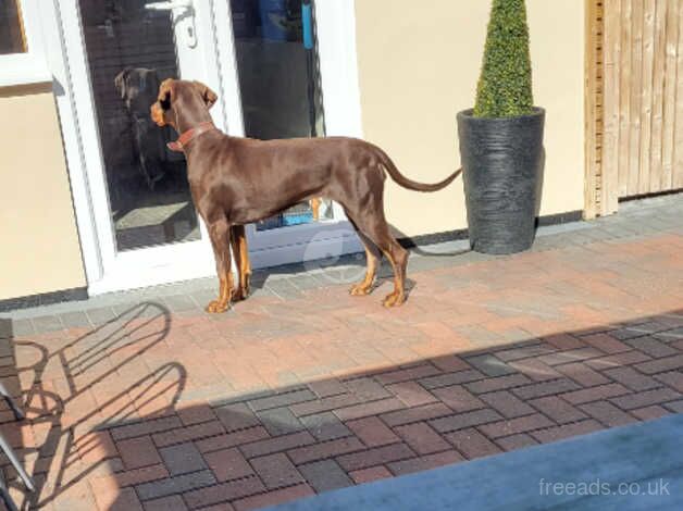 KC Registered Doberman Puppies for sale in Leicestershire