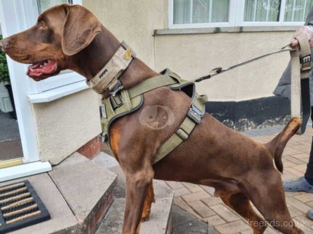 £200 for a european dobermann russain and serbian bloodline for sale in Smethwick, West Midlands