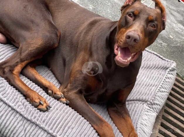 £200 for a european dobermann russain and serbian bloodline for sale in Smethwick, West Midlands - Image 4