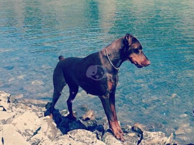 £200 for a european dobermann russain and serbian bloodline for sale in Smethwick, West Midlands - Image 5