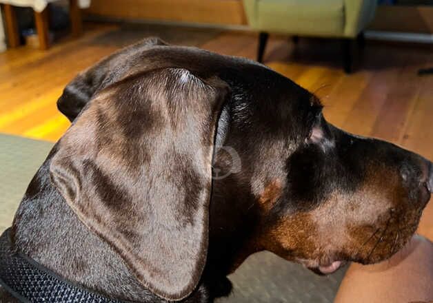 3 Year Old Loving Dobermann (Cleo) - Serious enquiries only! for sale in Edinburgh, City of Edinburgh - Image 2