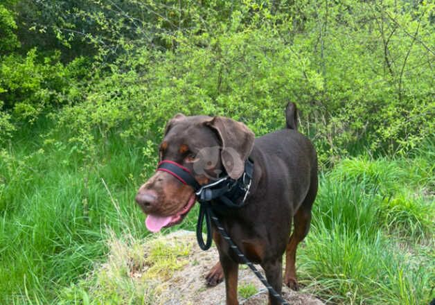 3 Year Old Loving Dobermann (Cleo) - Serious enquiries only! for sale in Edinburgh, City of Edinburgh - Image 3