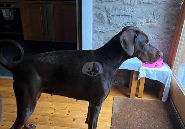 3 Year Old Loving Dobermann (Cleo) - Serious enquiries only! for sale in Edinburgh, City of Edinburgh - Image 4