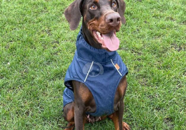 3 Year Old Loving Dobermann (Cleo) - Serious enquiries only! for sale in Edinburgh, City of Edinburgh - Image 5