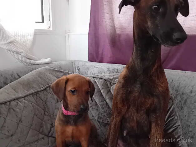 Dobermans for sale in Hornchurch, Havering, Greater London