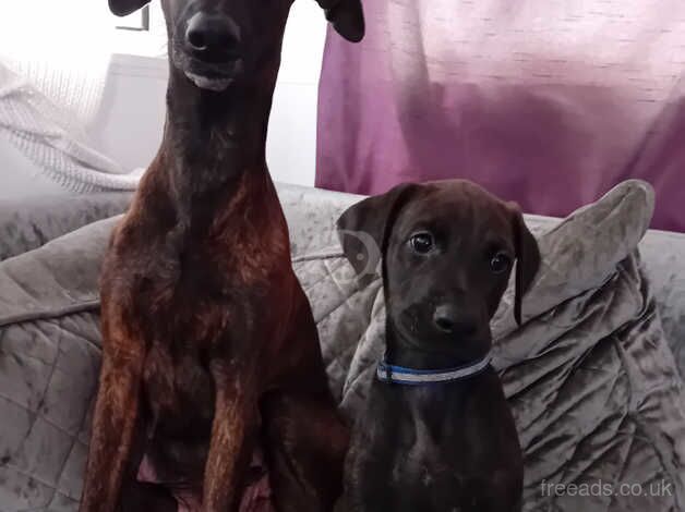 8 week old doberman cross lurcher puppies for sale in Hornchurch, Havering, Greater London - Image 3