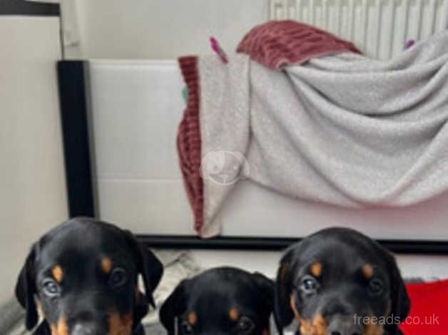 Amazing Quality Doberman puppies ready for sale in Hamilton, South Lanarkshire