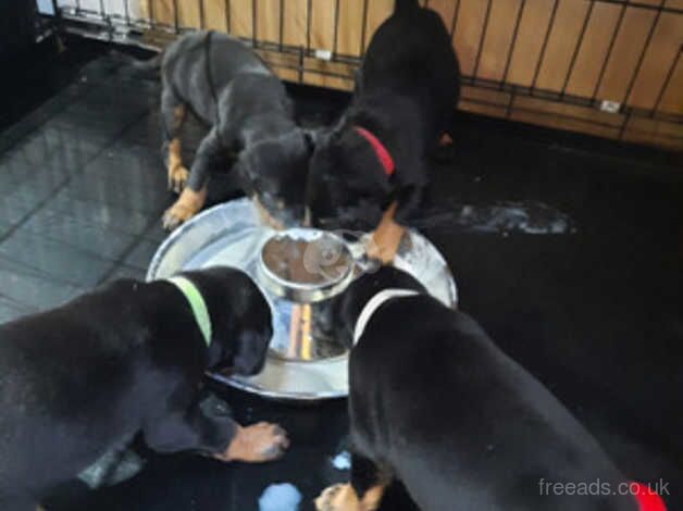 Dobermans for sale in Hamilton, South Lanarkshire