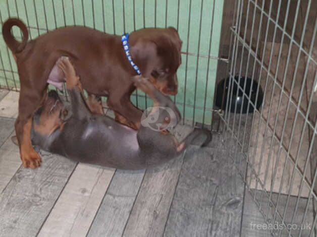 KC Registered Doberman Puppies for sale in South Lanarkshire