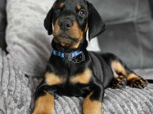 Amazing Quality Doberman puppies ready for sale in Hamilton, South Lanarkshire - Image 5