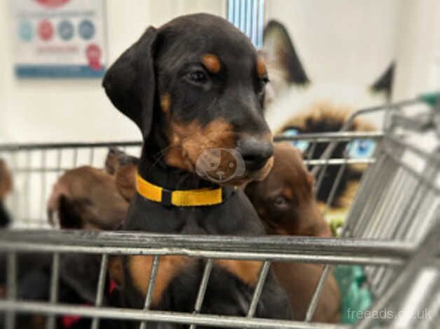 Beautiful Doberman puppies for sale in Northampton, Northamptonshire