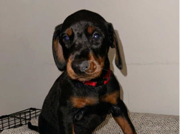 Beautiful Doberman puppies for sale in Northampton, Northamptonshire - Image 2