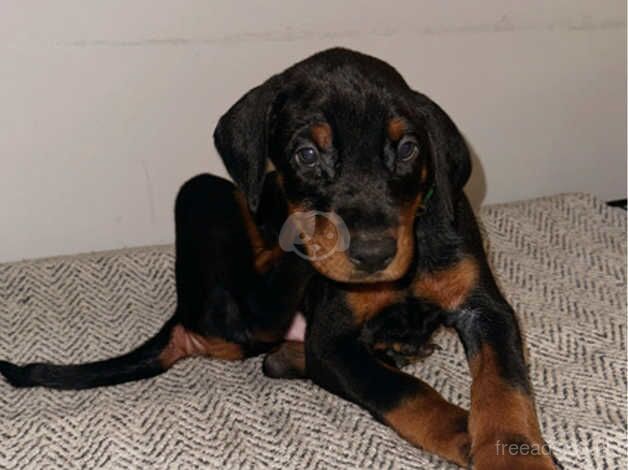 Beautiful Doberman puppies for sale in Northampton, Northamptonshire - Image 3