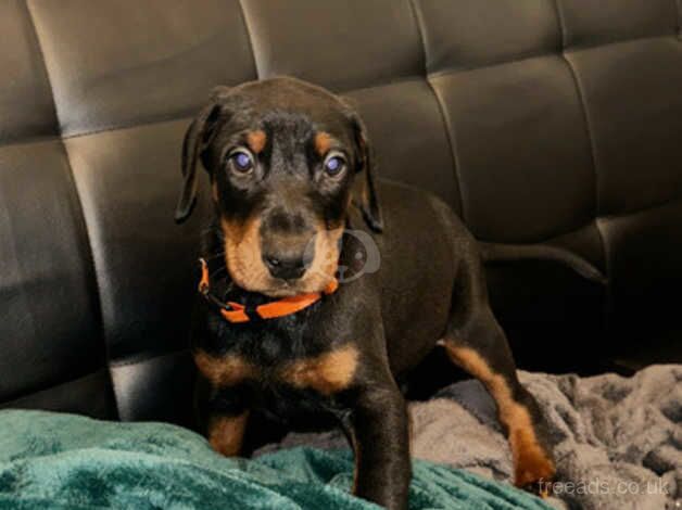 Beautiful Doberman puppies for sale in Northampton, Northamptonshire - Image 4