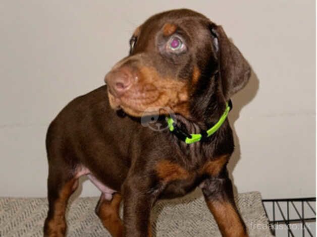 Beautiful Doberman puppies for sale in Northampton, Northamptonshire - Image 5