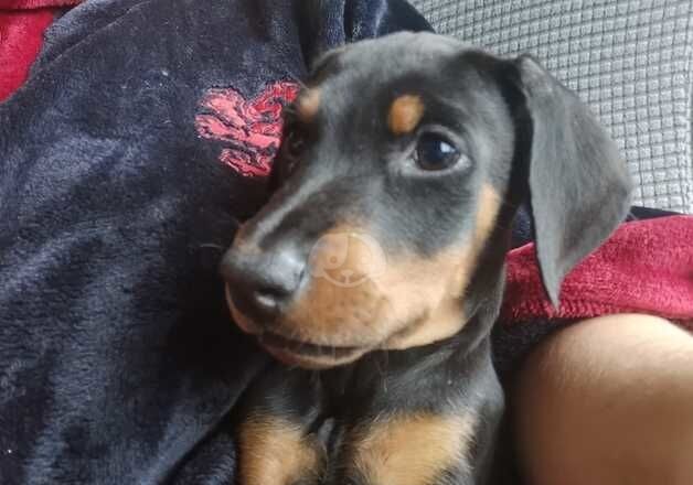 Beautiful little girl and boy doberman puppies for sale in Halifax, West Yorkshire