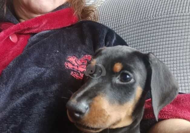 Dobermans for sale in Halifax, West Yorkshire