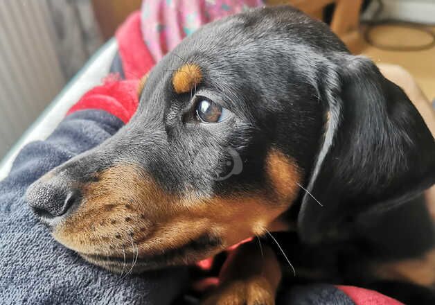 Doberman Puppies for sale in West Yorkshire