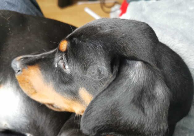 Doberman Puppies for sale