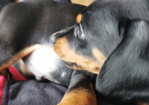 Beautiful little girl and boy doberman puppies for sale in Halifax, West Yorkshire - Image 5