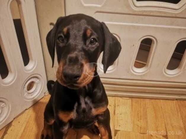 BEAUTIFUL PURE DOBERMAN PUPPIES for sale in Crewe, Cheshire