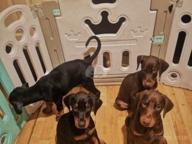 Dobermans for sale in Crewe, Cheshire