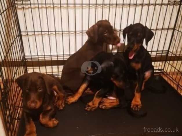 Doberman Puppies for sale in Cheshire