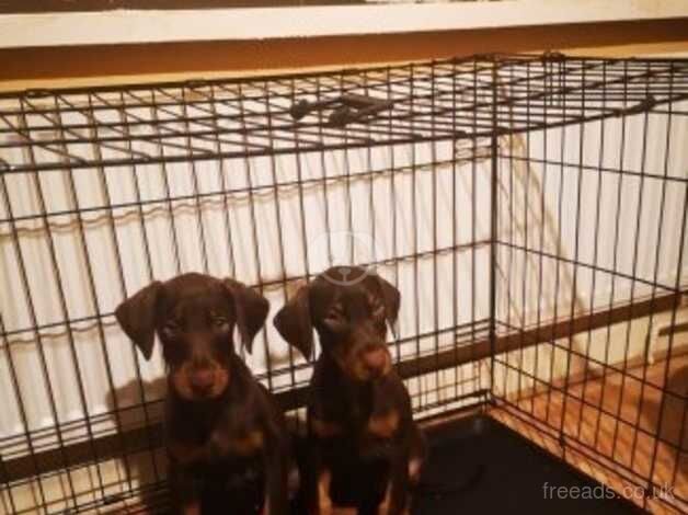 Doberman Puppies for sale