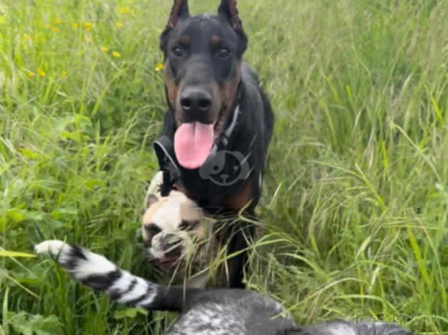 Doberman Puppies for sale in Dorset