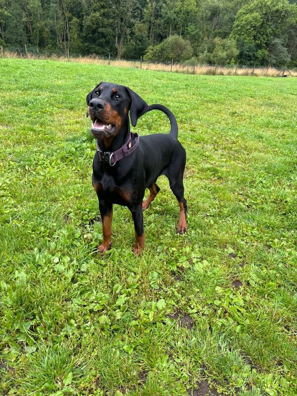 Bountiful Dobermann Boy Spike for sale in Airdrie, North Lanarkshire