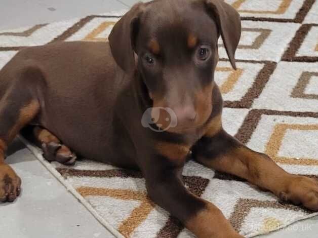 Cute, healthy, F/M. Chocolate, Black/tan, Brown, & Reddish pure Doberman Pinscher puppies for sale in Chesterfield, Derbyshire