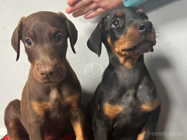 Cute, healthy, F/M. Chocolate, Black/tan, Brown, & Reddish pure Doberman Pinscher puppies for sale in Chesterfield, Derbyshire - Image 3