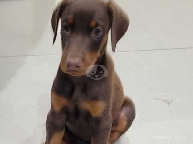 Cute, healthy, F/M. Chocolate, Black/tan, Brown, & Reddish pure Doberman Pinscher puppies for sale in Chesterfield, Derbyshire - Image 4