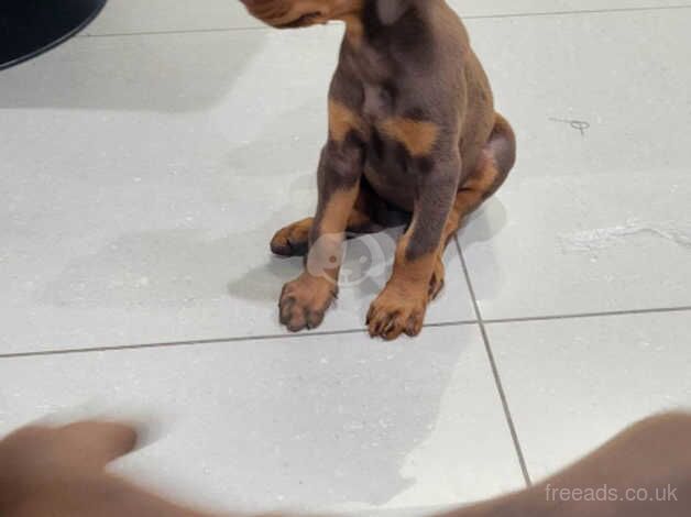 Cute, healthy, F/M. Chocolate, Black/tan, Brown, & Reddish pure Doberman Pinscher puppies for sale in Chesterfield, Derbyshire - Image 5