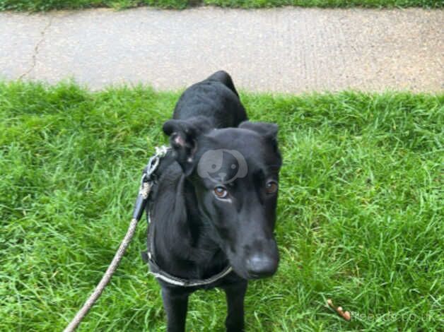 Dobermans for sale in Ipswich, Suffolk