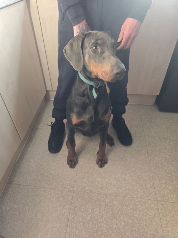 Doberman 10 months ,male for sale in Sunderland, Tyne and Wear