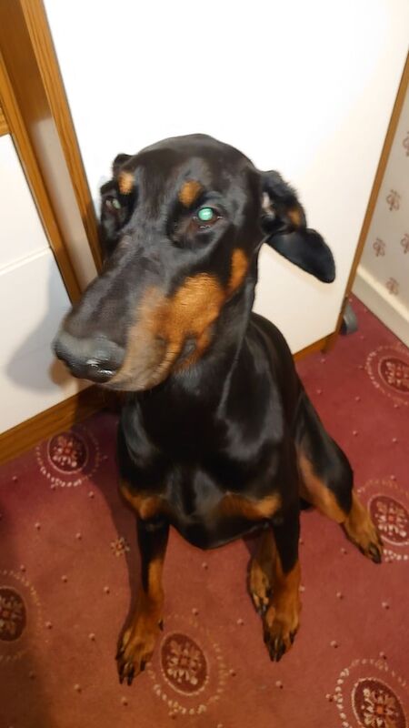 Doberman Bitch. for sale in Gedling, Nottinghamshire